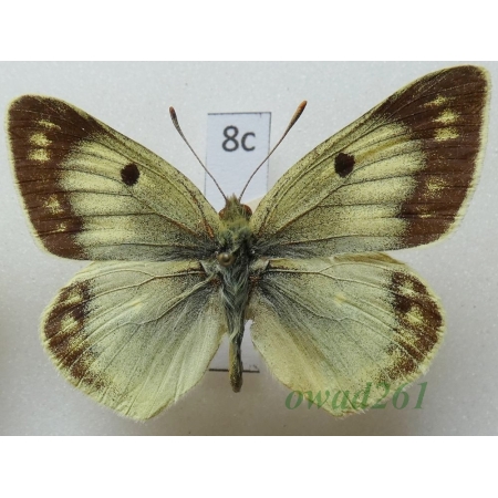 Colias alpherakii Staudinger, 1882 Kyrgyzstan8c